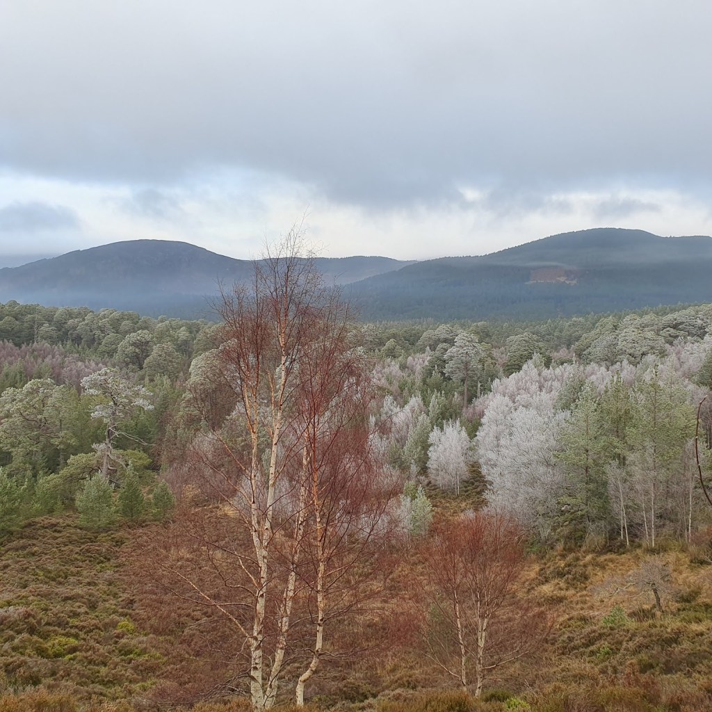 A similar frosted landscape but with a bare cluster of trees that look reddish-orange in the foreground.