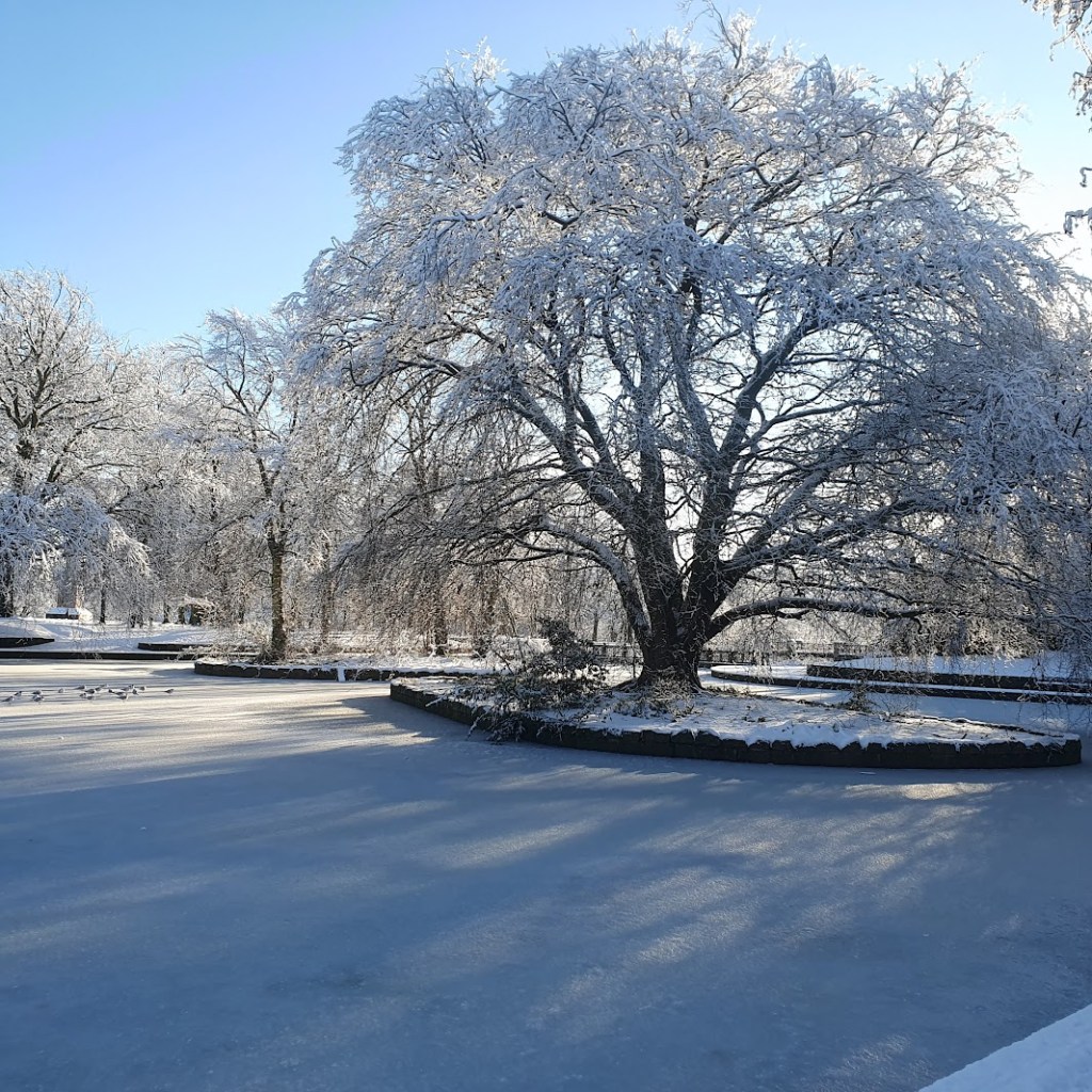 The duck pond frozen over with some gulls walking on the surface