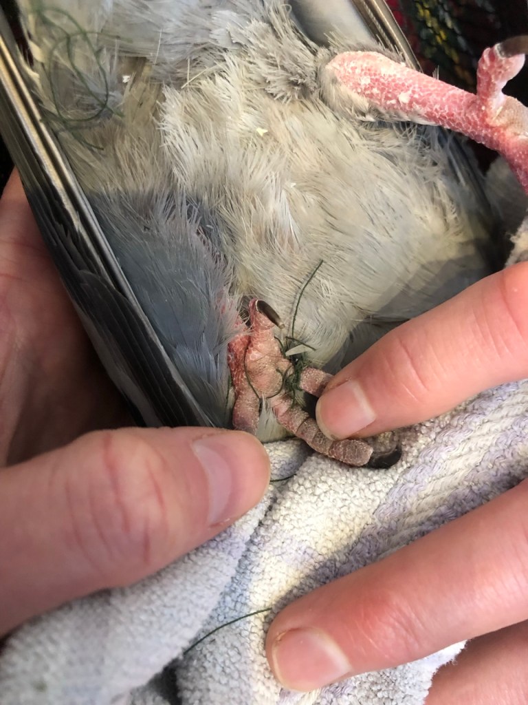 Pigeons foot tangled up in cotton thread