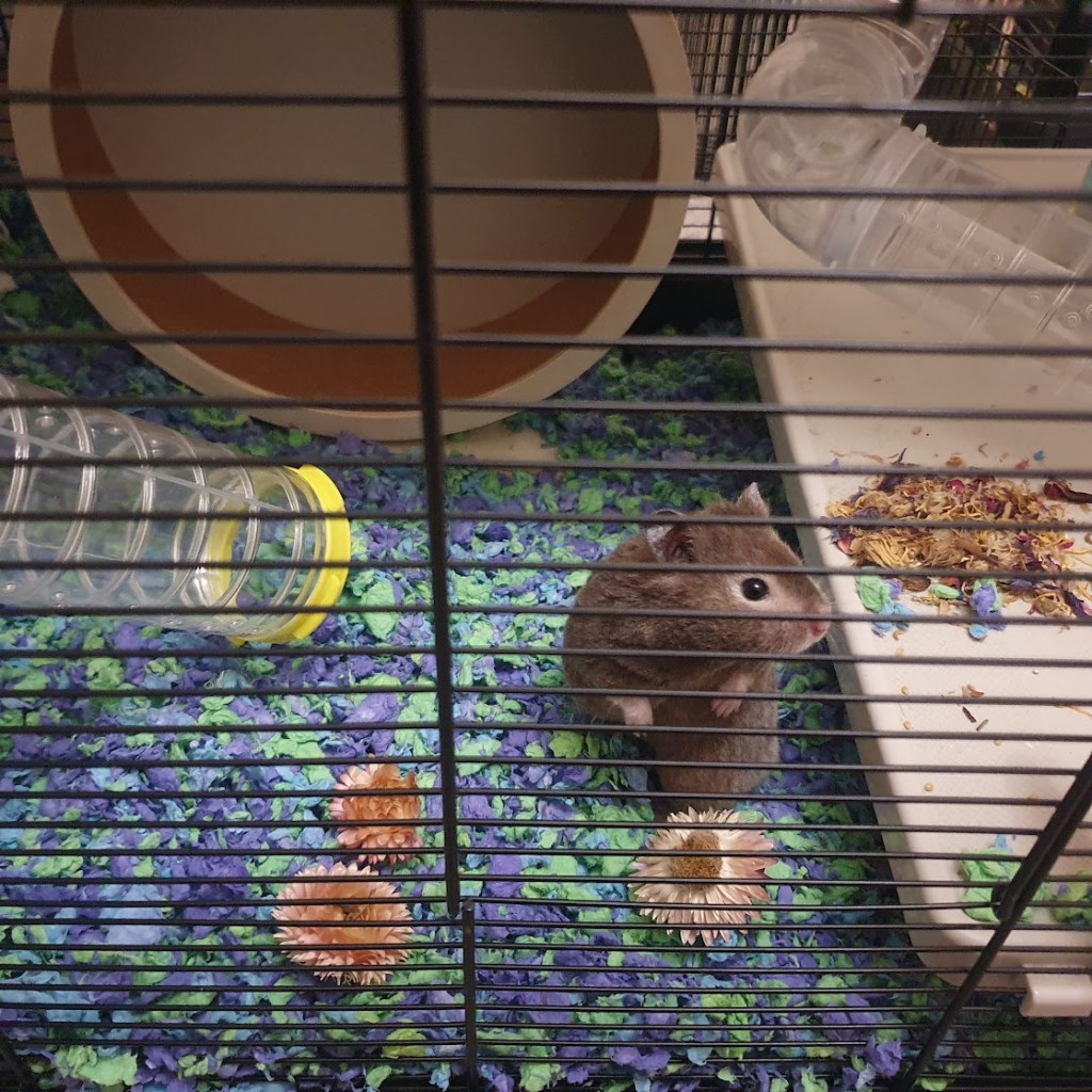Boog the hamster in his cage with a large wooden wheel behind him.