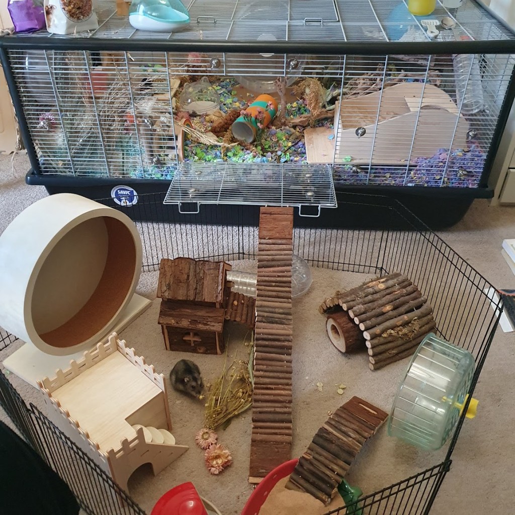 Angelina's cage which is a Savic Plaza 120cm and her play pen.