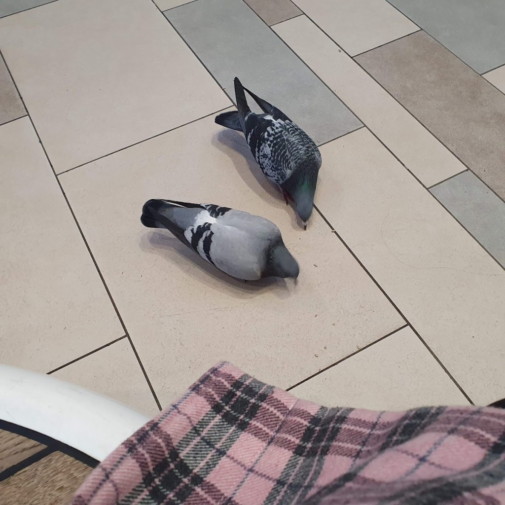 Pigeons in the shopping mall eating sunflower seeds
