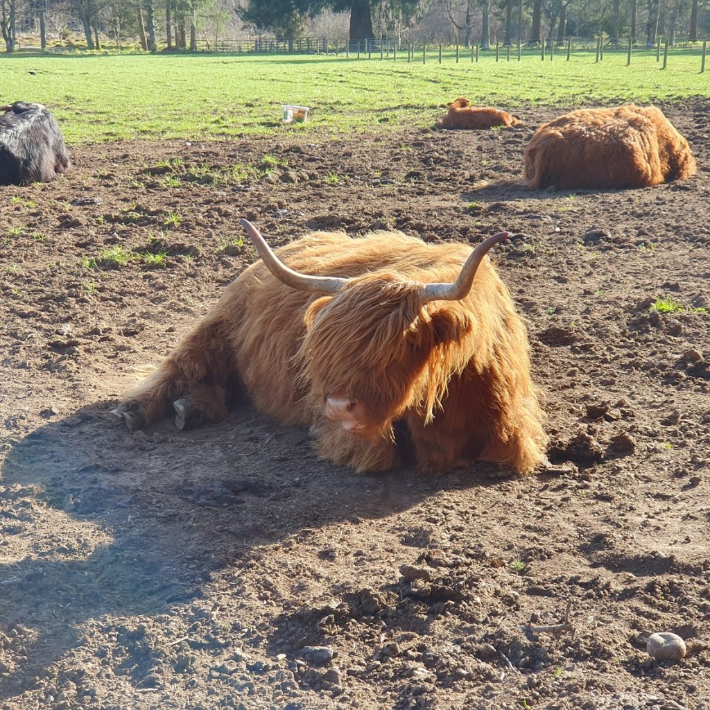 A close-up of a highland cow