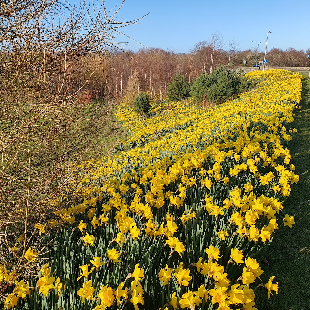 Lots of daffodils beside the road in Aberdeen