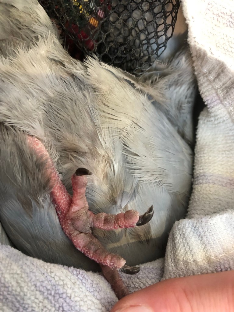 The foot completely free of thread