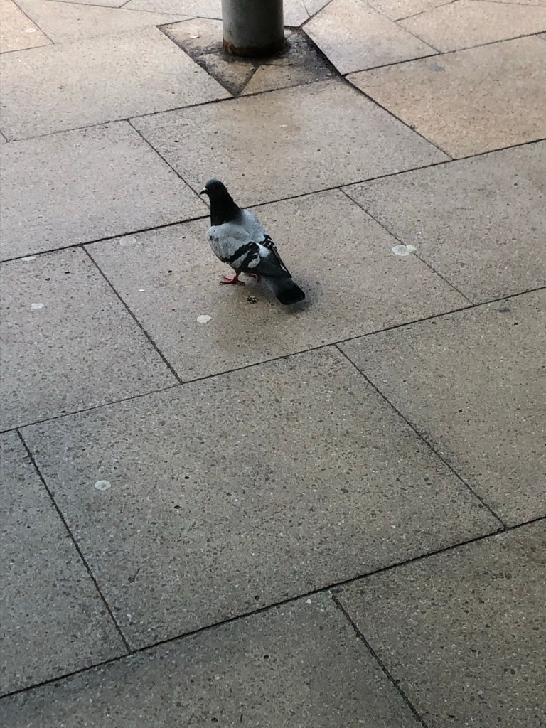 The pigeon on the ground afterwards.