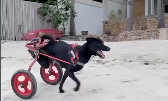 Disability in animals