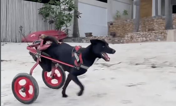 Disability in animals