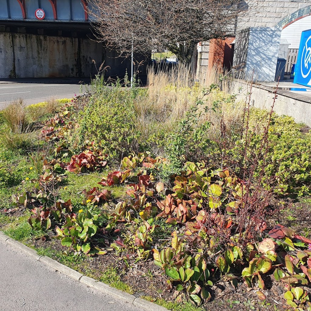 A garden by the side of the road all clean of litter now.