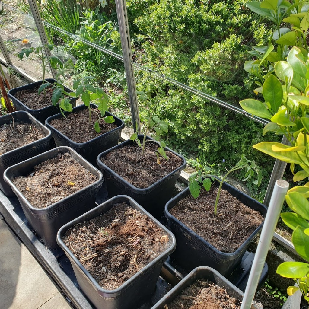 Tomato plants growing in the greenhouse