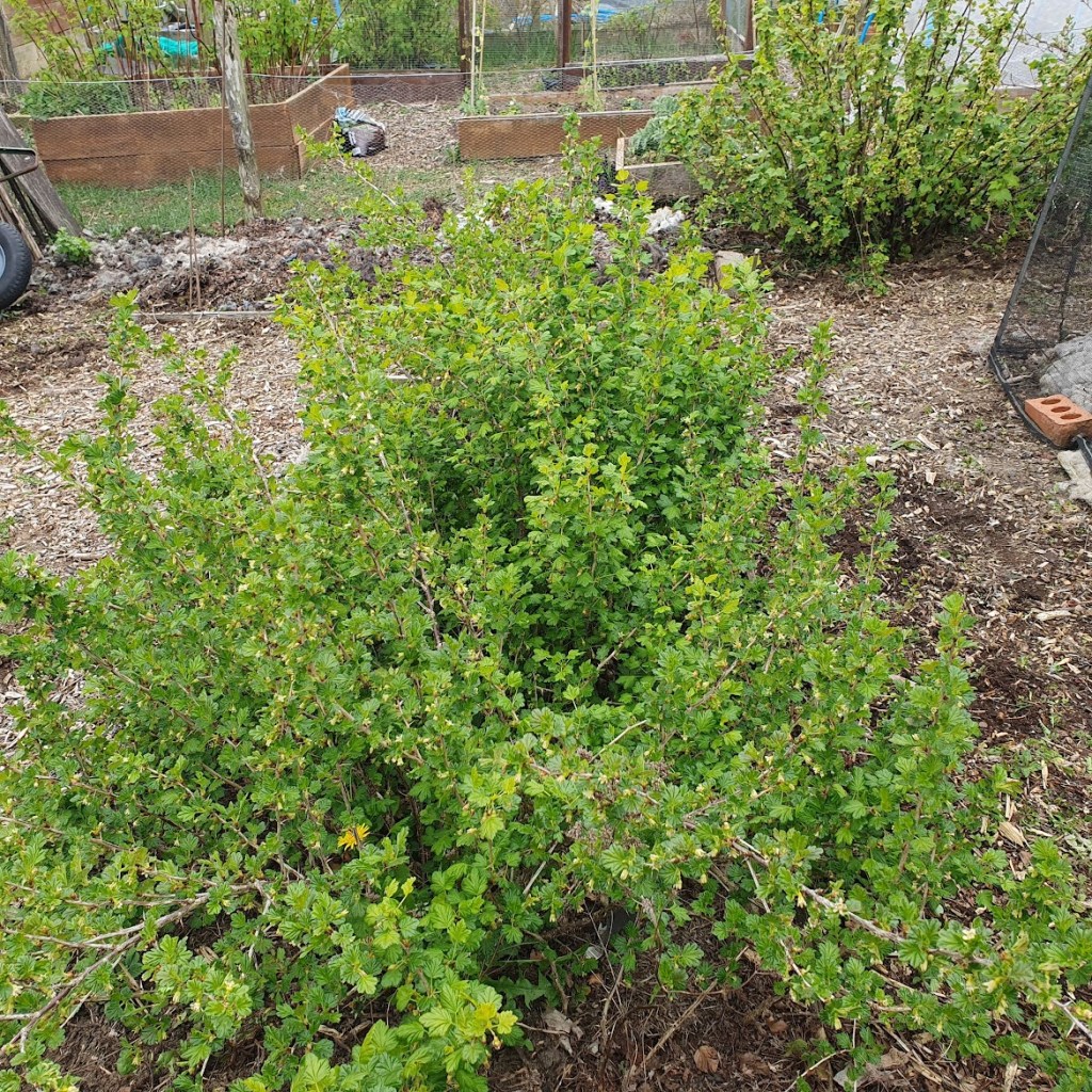 A close-up of my gooseberry bushes at the allotment