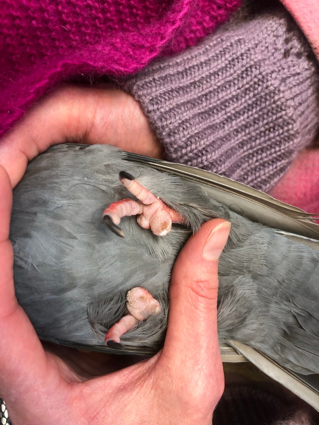 Pigeon with three toes
