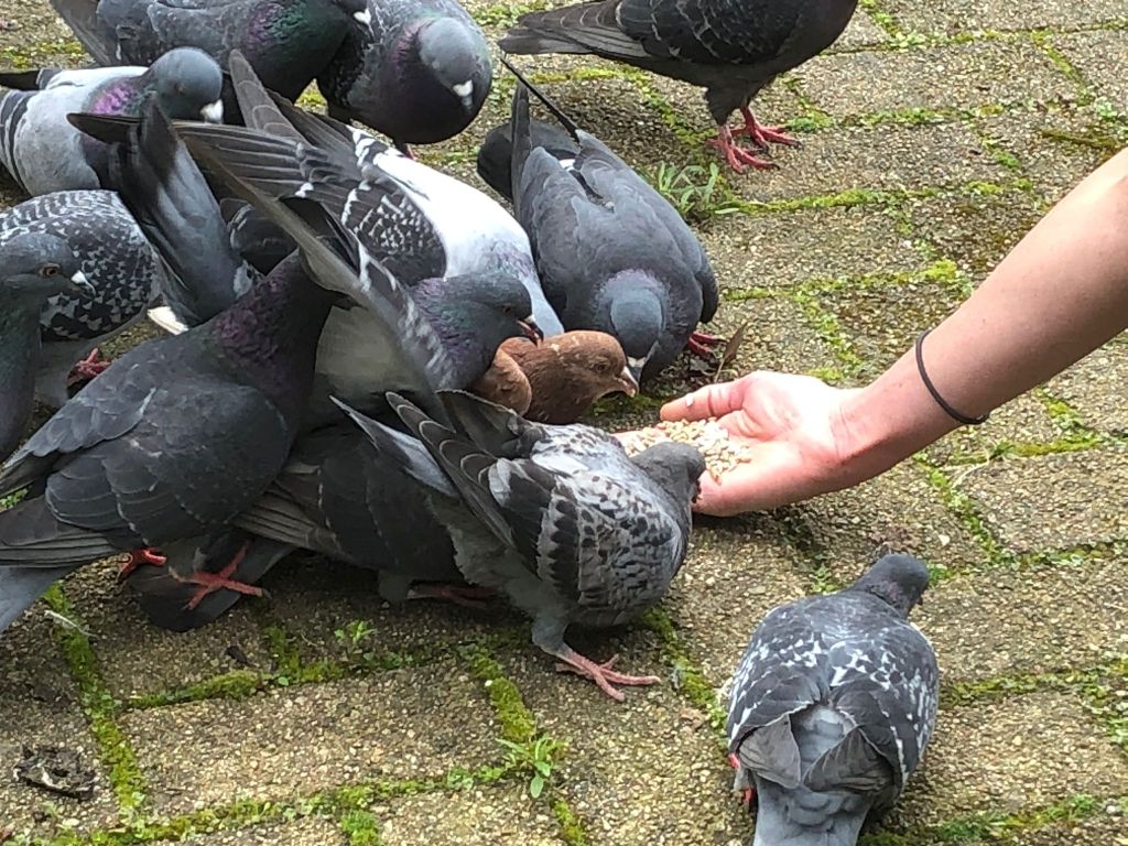 Pigeon patrol