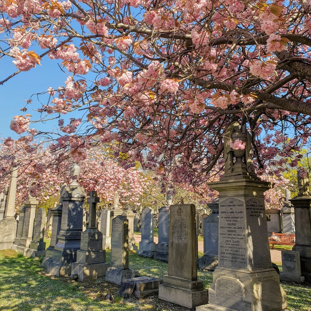 The blossom trees at Allenvale Cemetery.