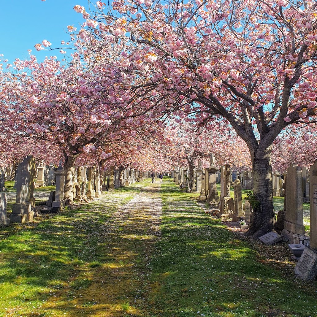 More blossom trees