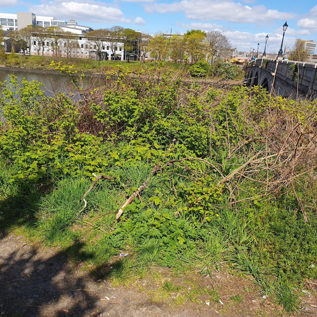 Looking down to the river with the bridge on the right
