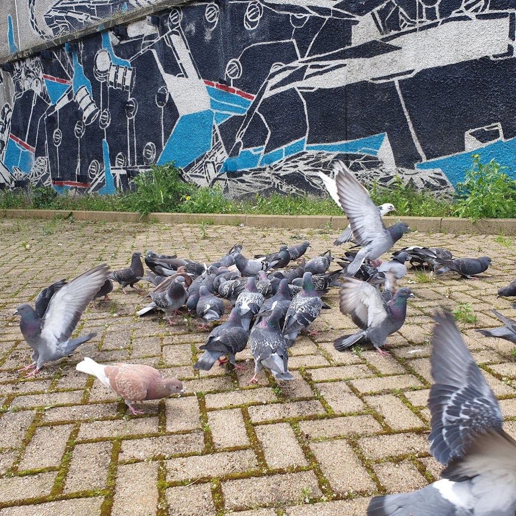 A flock of pigeons eating seed on the ground in front of a wall covered in street art.