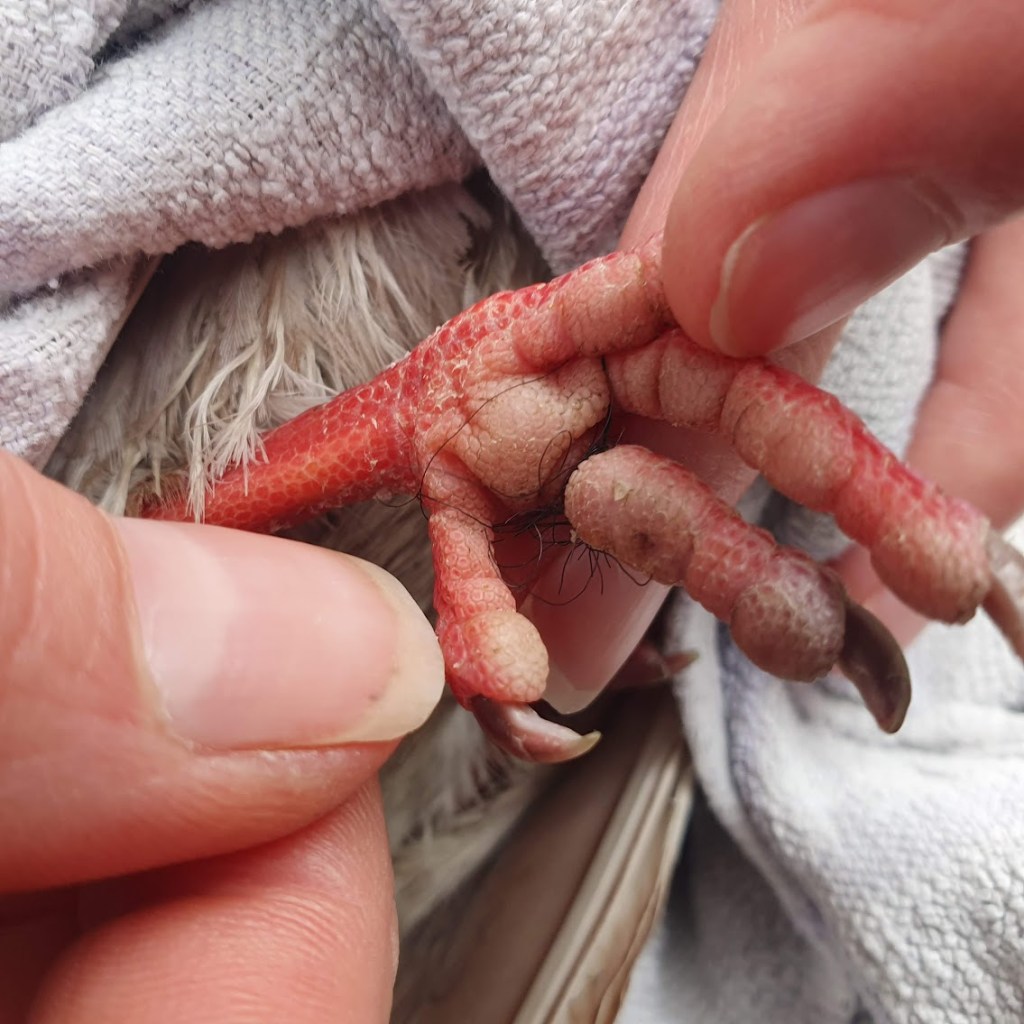 Pigeon foot with black nylon thread tightly wound round