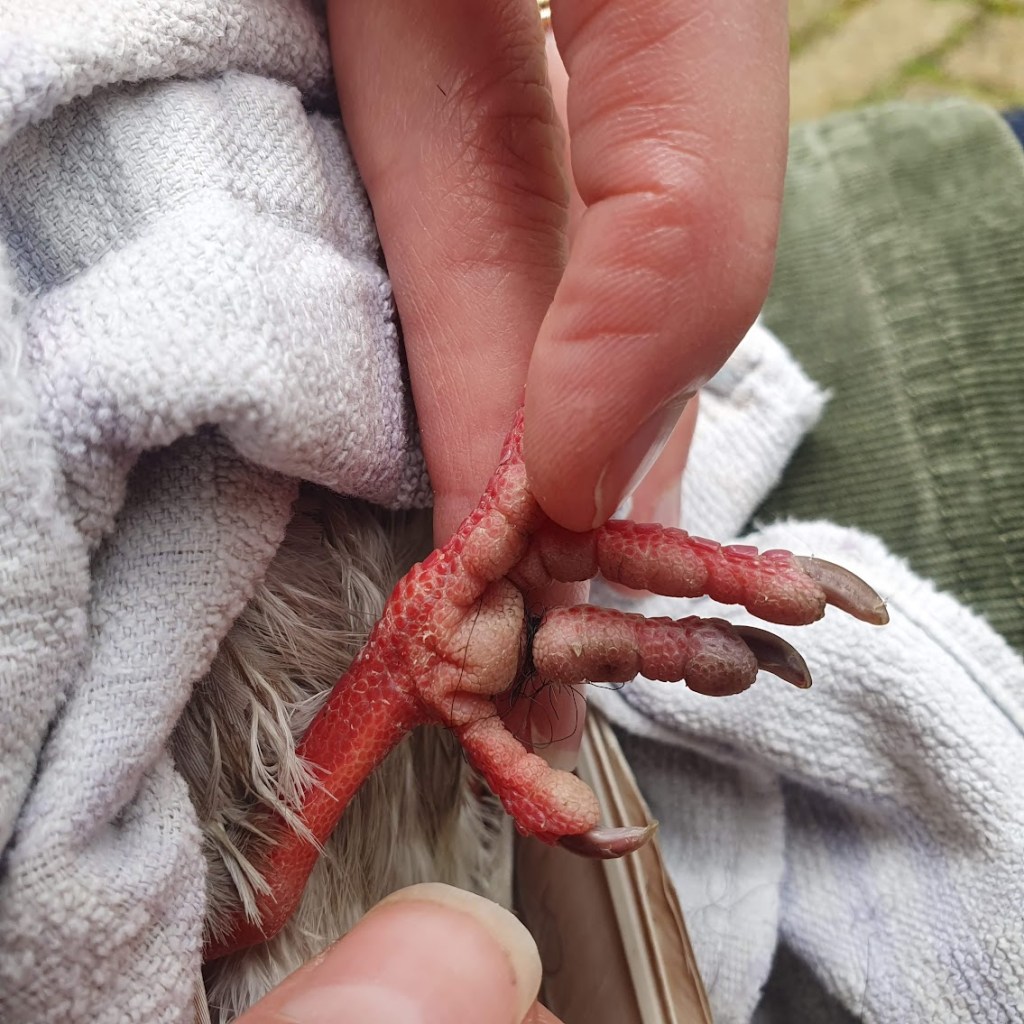 Pigeon foot with black nylon thread tightly wound round