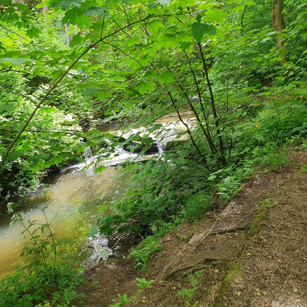 a stream with lots of overhanging vegetation and a bit of a waterfall