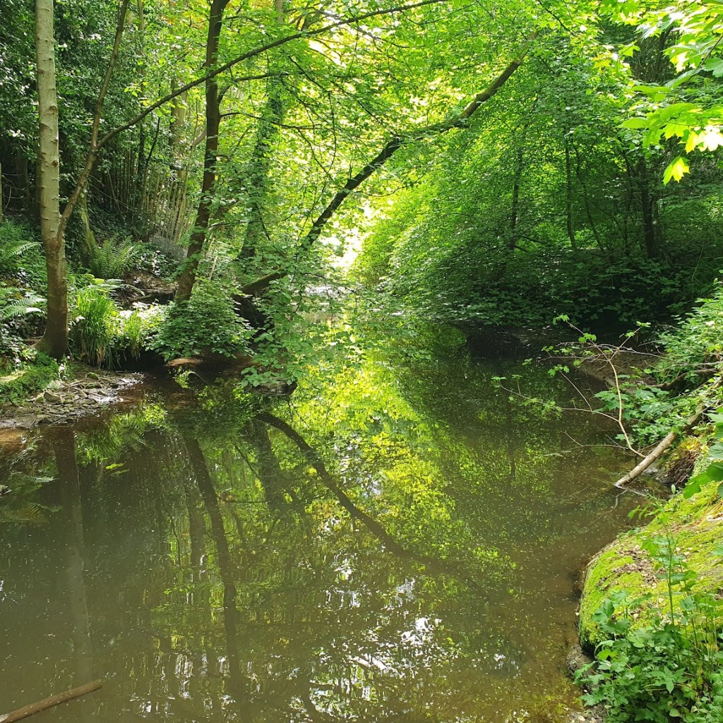  A pond of water with lots of overhanging vegetation