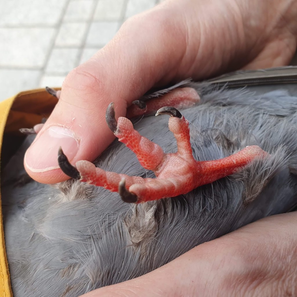 Pigeon destringers strike&nbsp;again