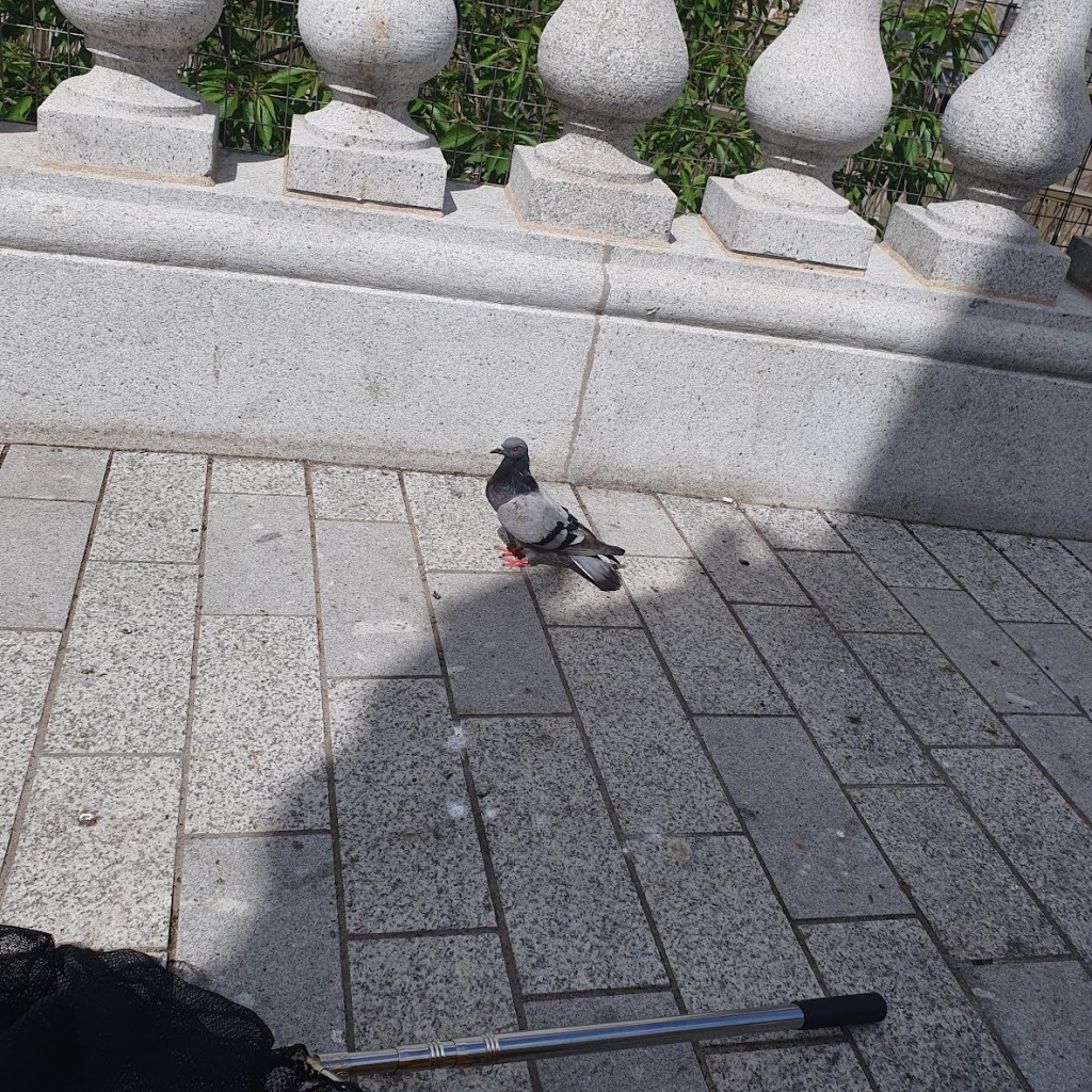 The pigeon standing proudly looking at us after his "surgery"