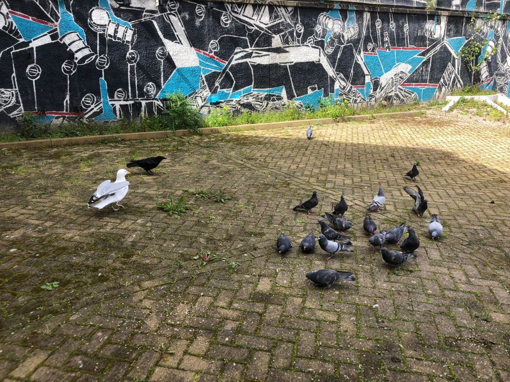 A flock of pigeons and one gull and one crow.