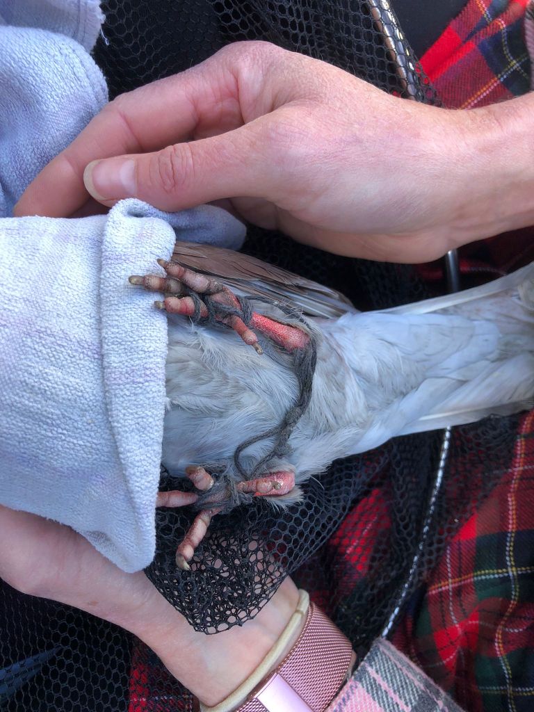 A pigeon tangled in string.