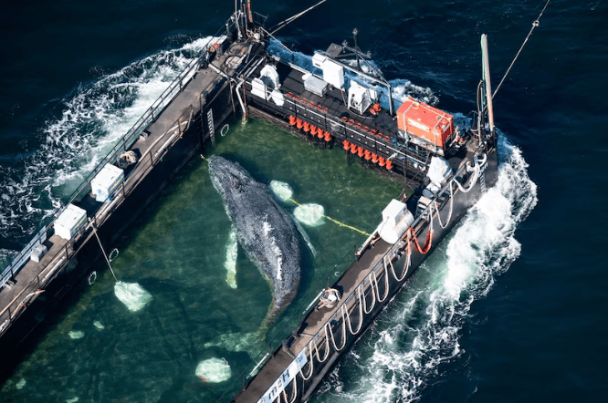 Timmy the whale is&nbsp;free