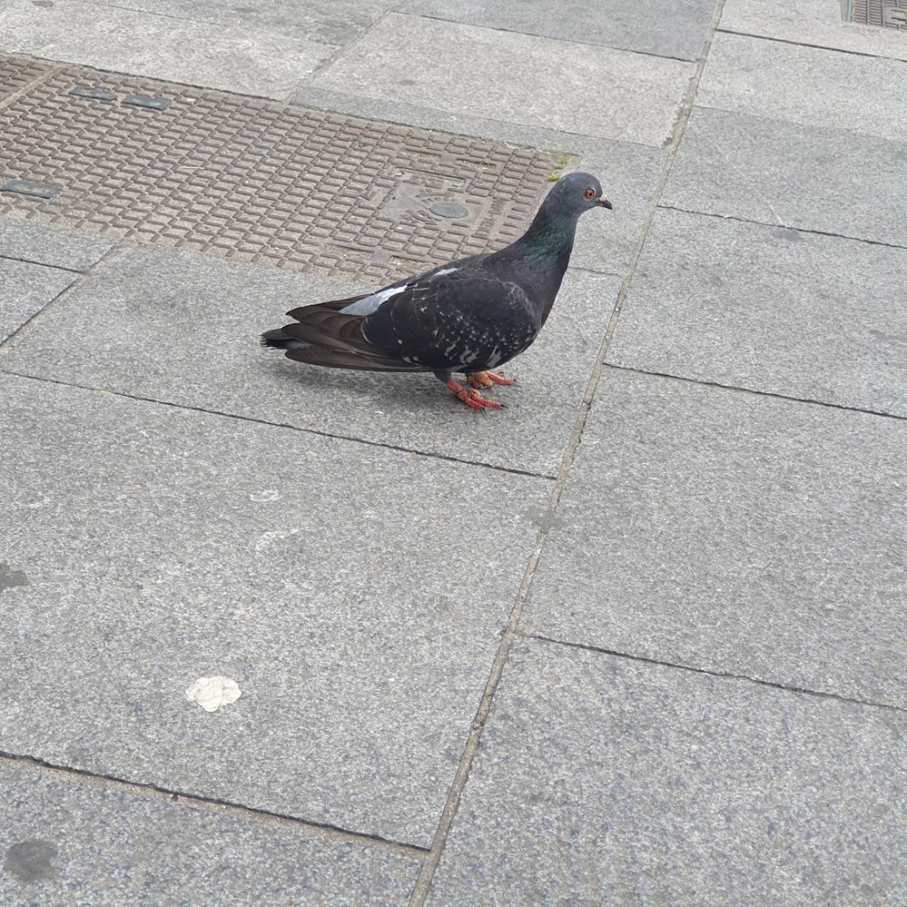 A pigeon with string foot