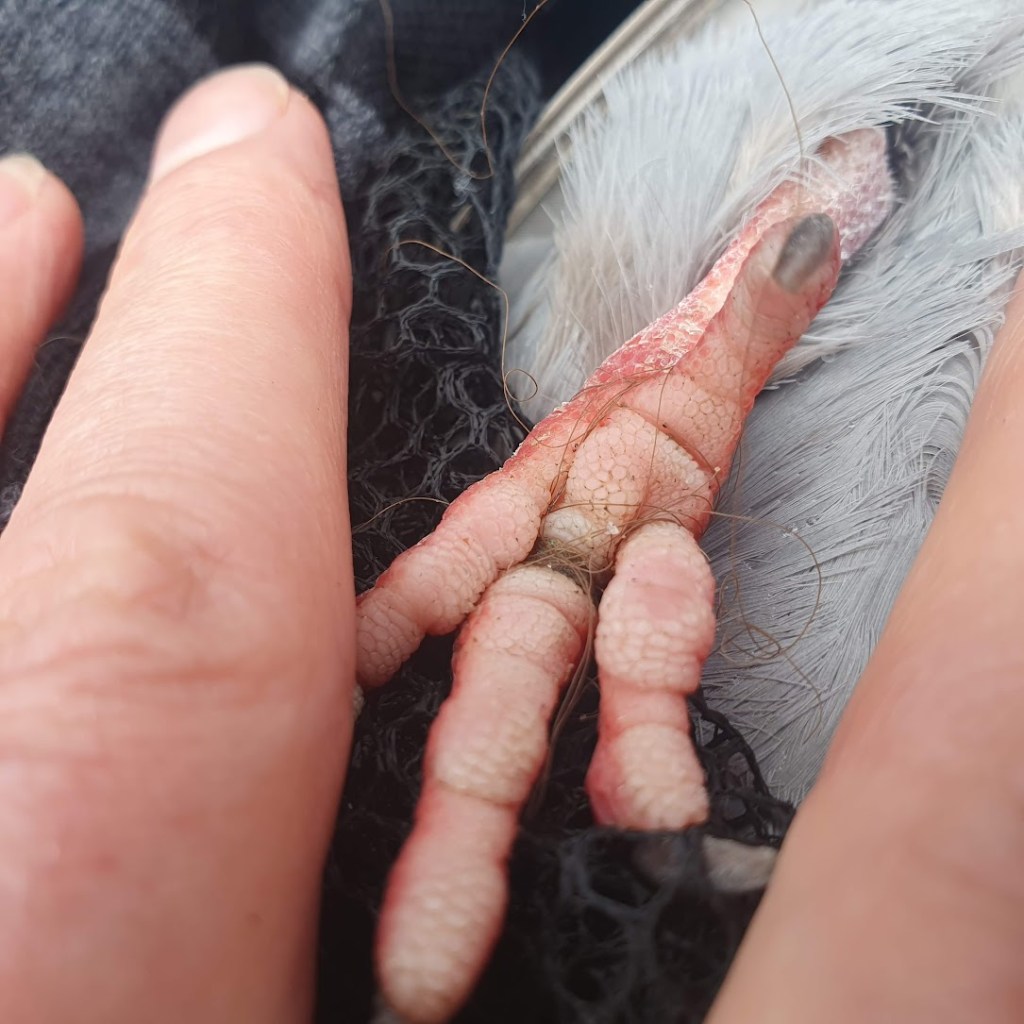 Pigeon's foot showing lots of hair or fine thread wrapped around one toe