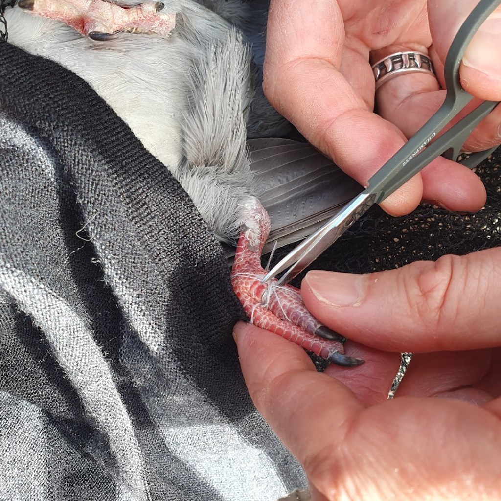 A second pigeon with white string wrapped around its foot