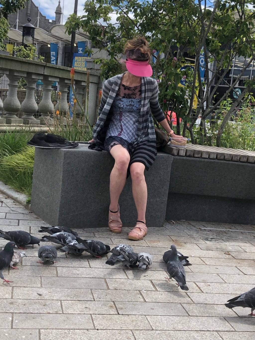 Pigeons, garden wildlife and cheer