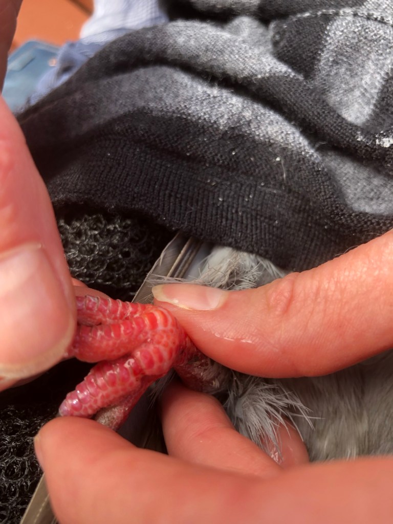 Toe is now free from string but has an indentation from where it was