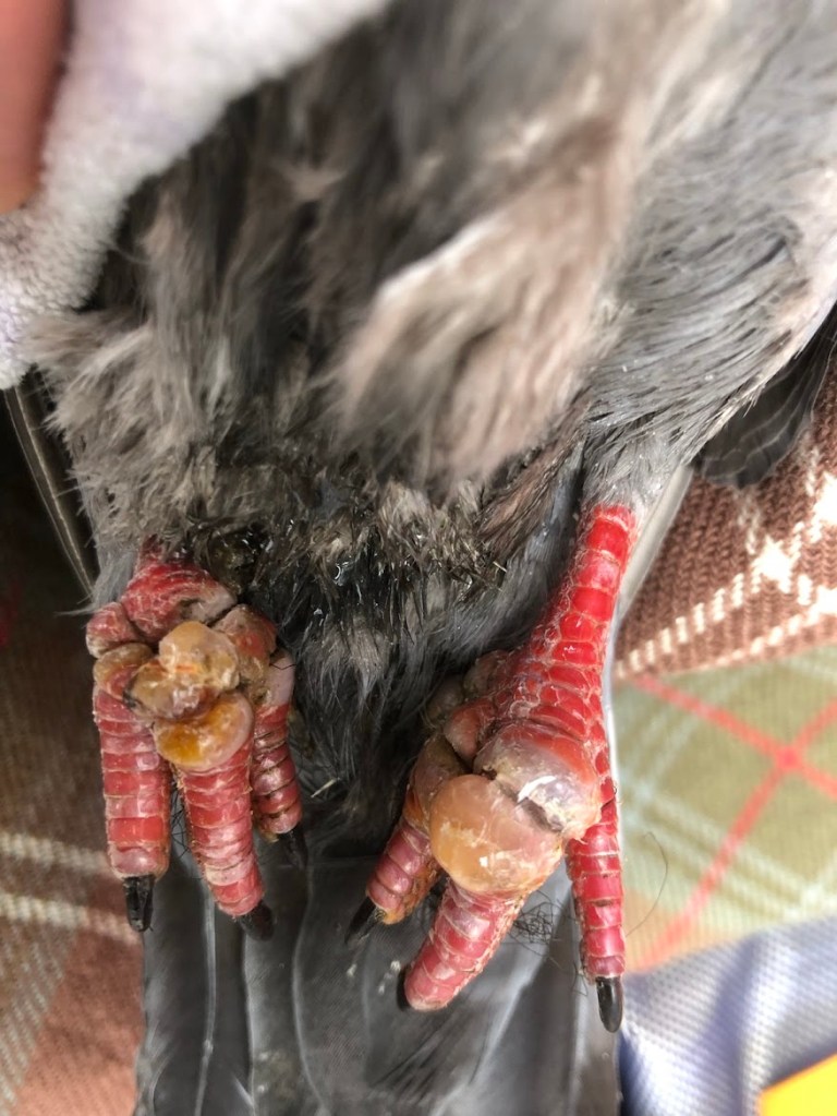 Swollen and sore feet with black thread wrapped tightly around the toes.