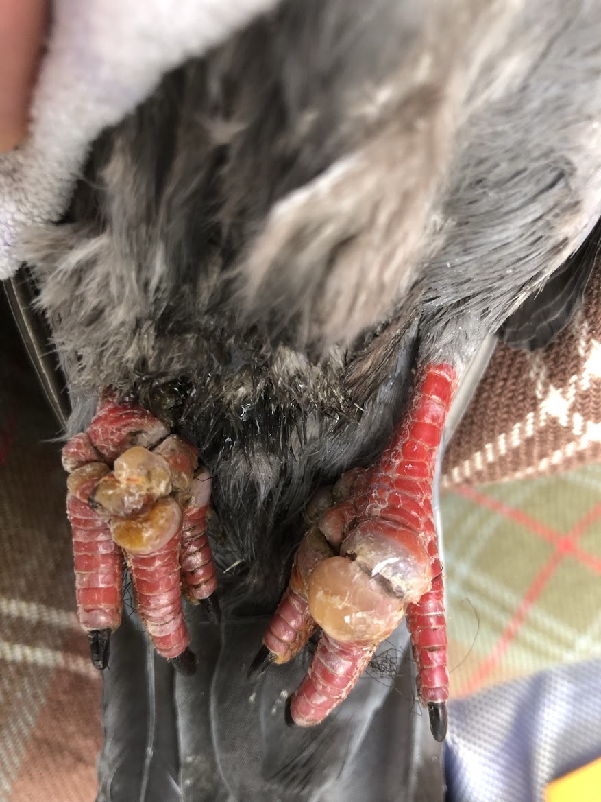 Agnes' feet showing swelling and severe restriction caused by nylon thread.