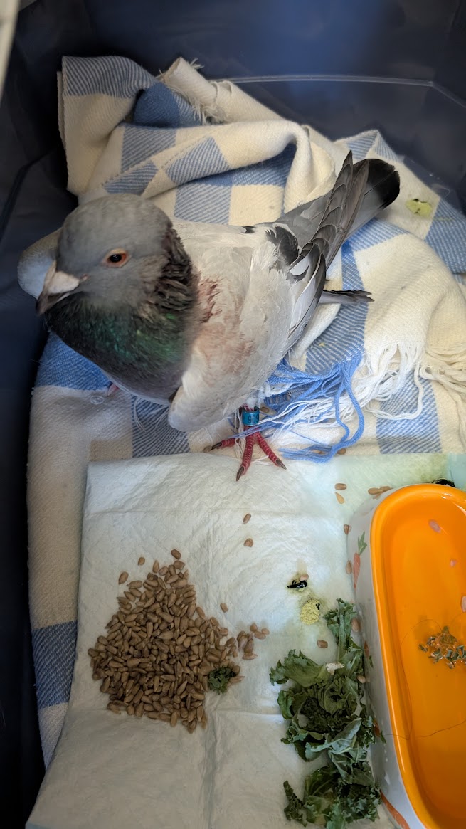 A Tale of Two Rescues: Lucky Harry and Gentle Edith