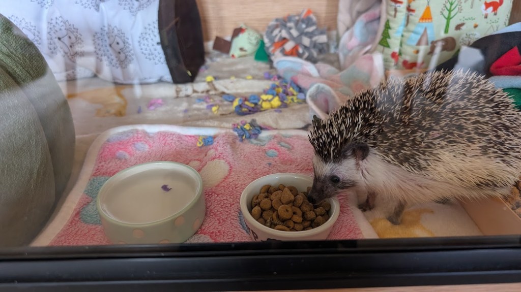 Meet Quillomina: From the Scottish SPCA to her forever home