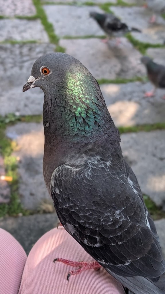 A pigeon perched on my knee waiting for seeds