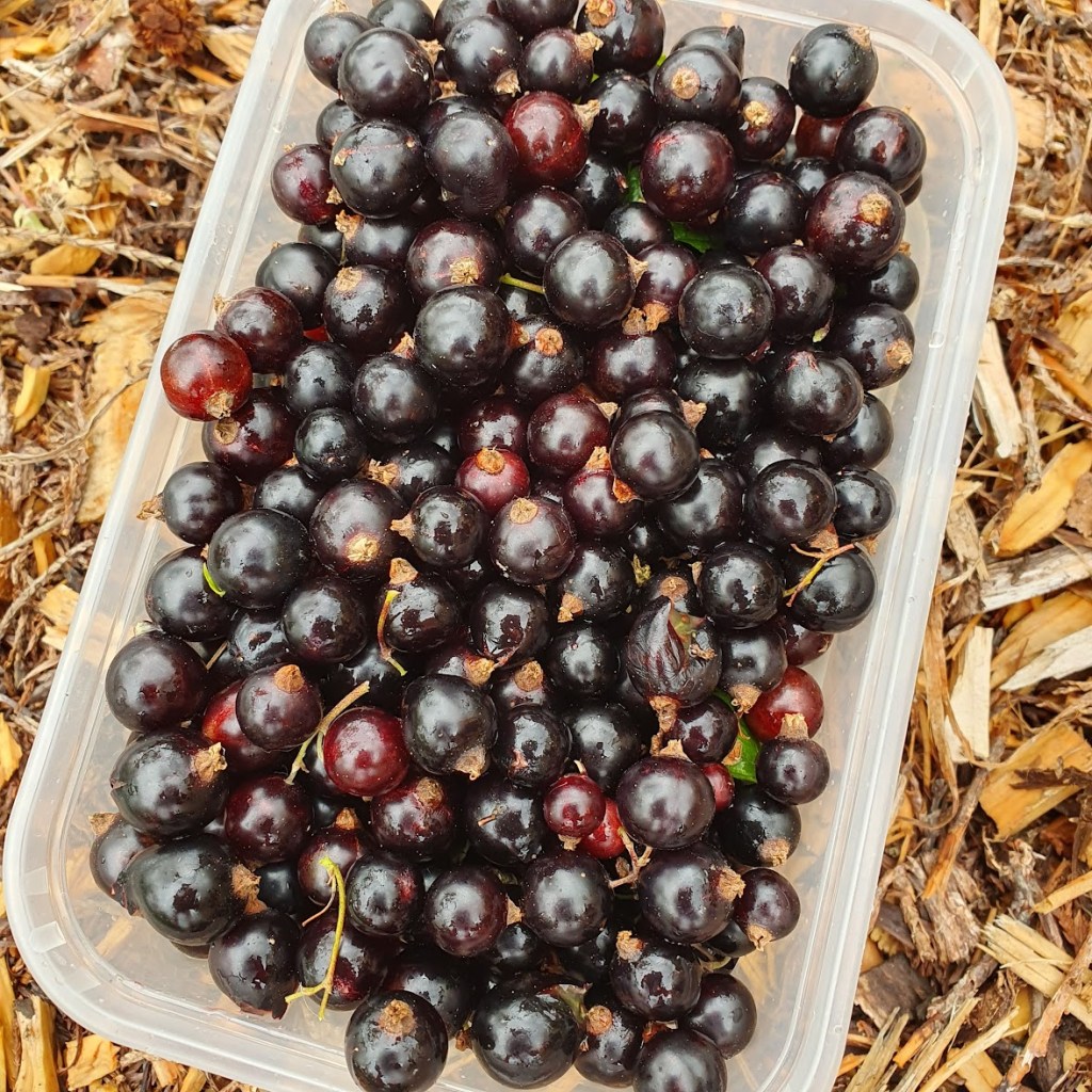 A tub of blackcurrants