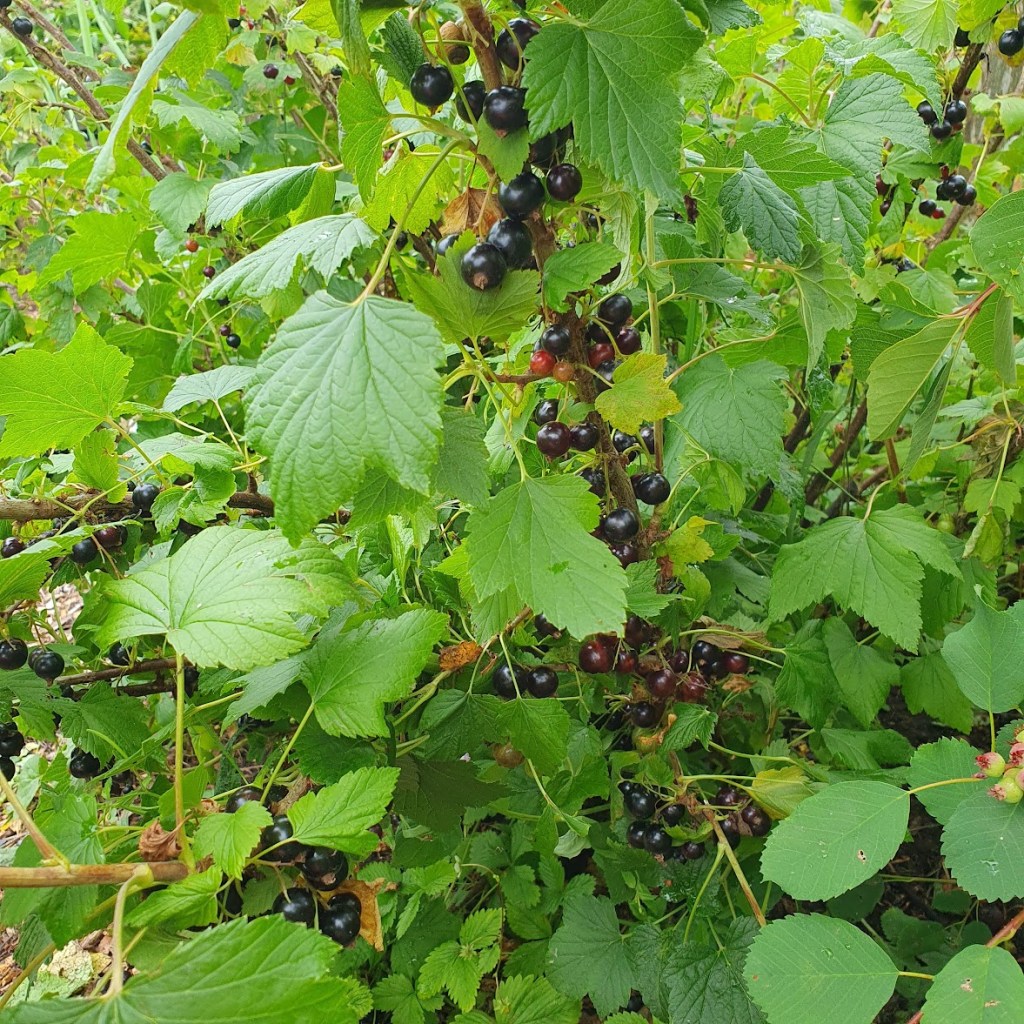 A close-up of the blackcurrant bush