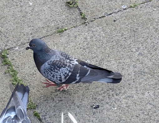 Agnes trotting along the pavement