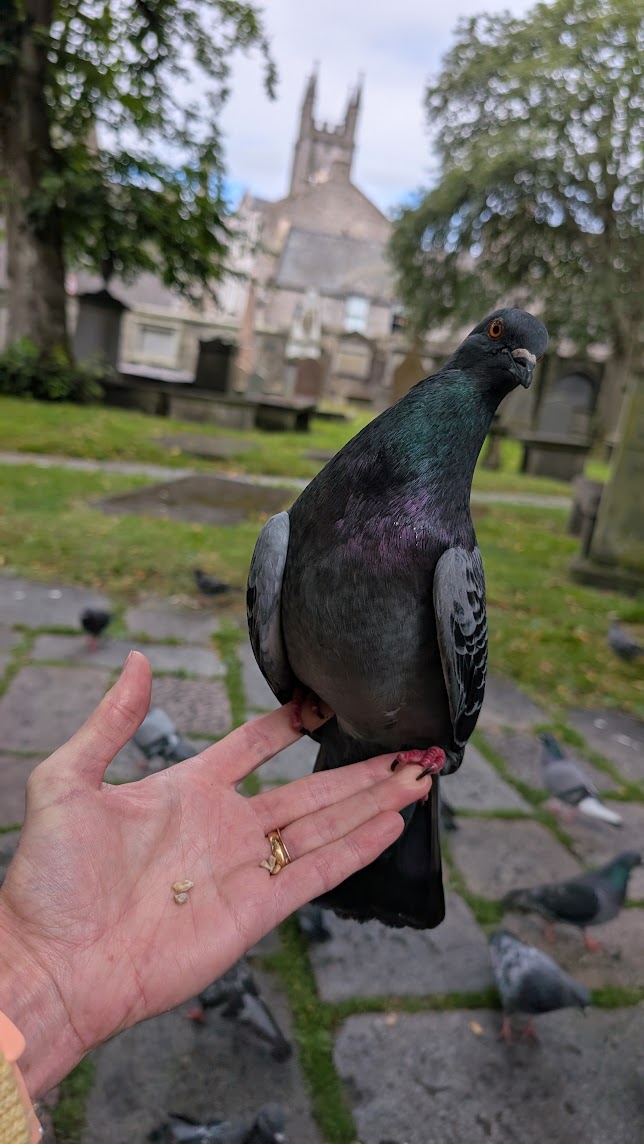 Quiet spaces for reflection and gentle feathered friends in Aberdeen