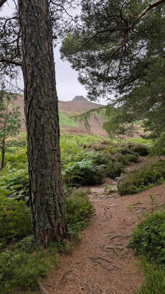 Clachnaben through the trees
