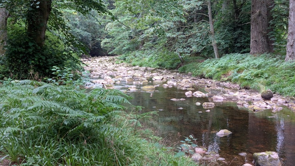 Another view of the stream