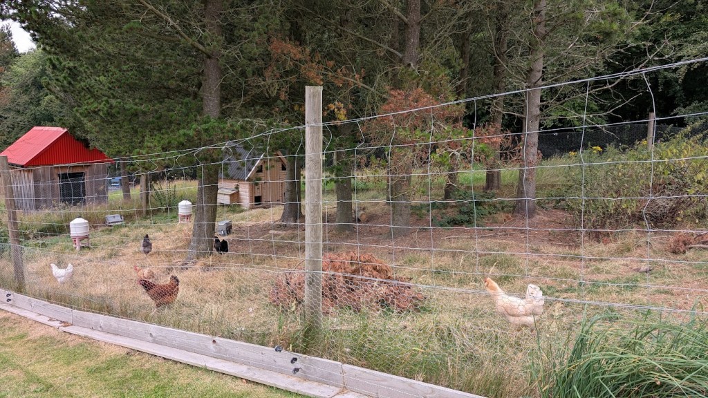 Free-range hens