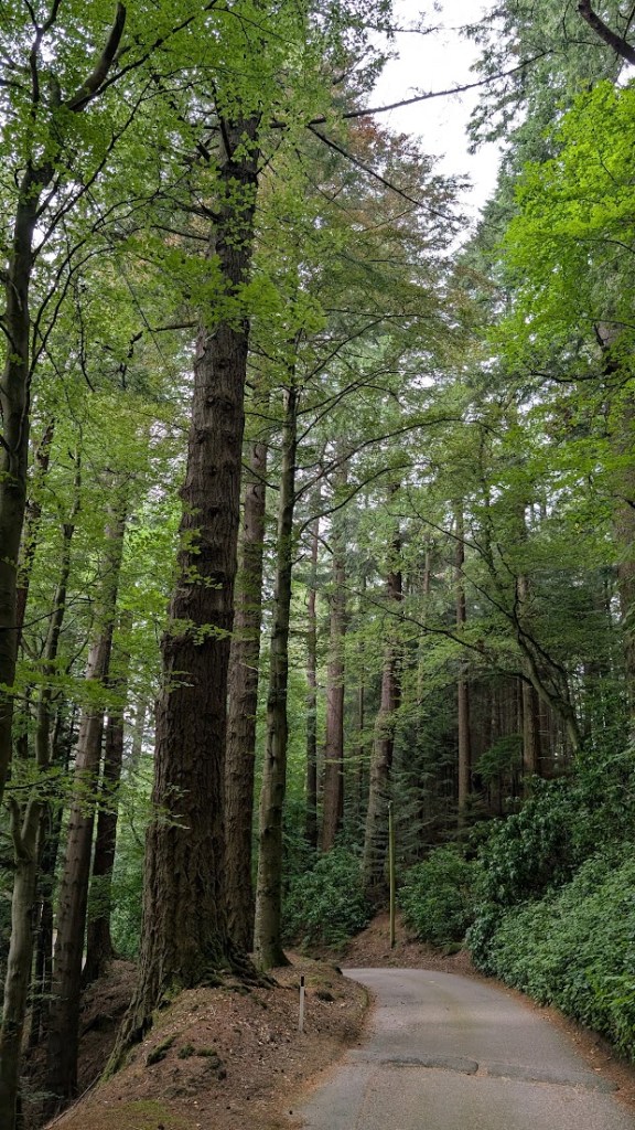 The driveway to the cottage which is lined by towering trees.