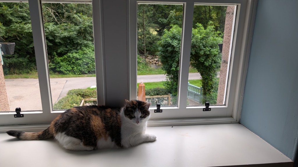 Victoria sitting on the windowsil