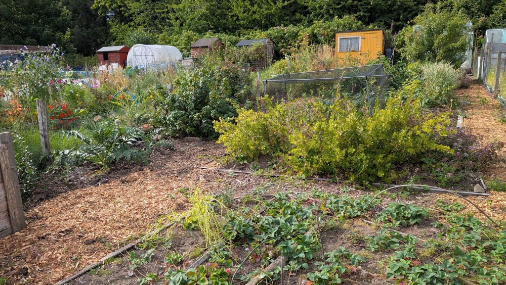 The allotment showing lots of berry shrubs and newly laid woodchips on the paths